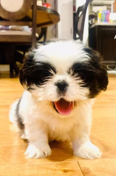 due cuccioli di shihtzu toy