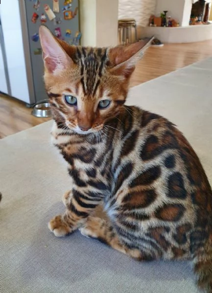 bengal cuccioli disponibili !!