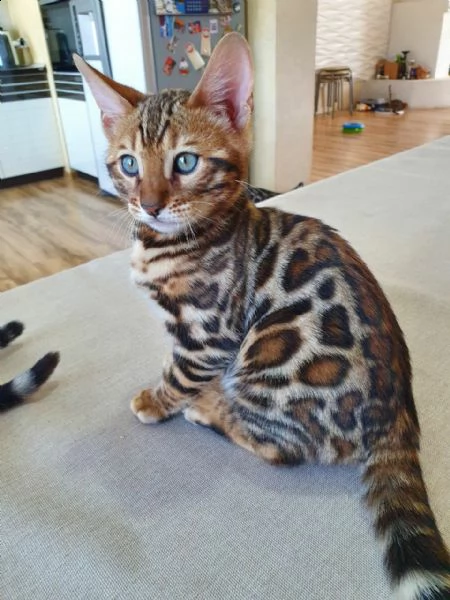 bengal cuccioli disponibili !! | Foto 0