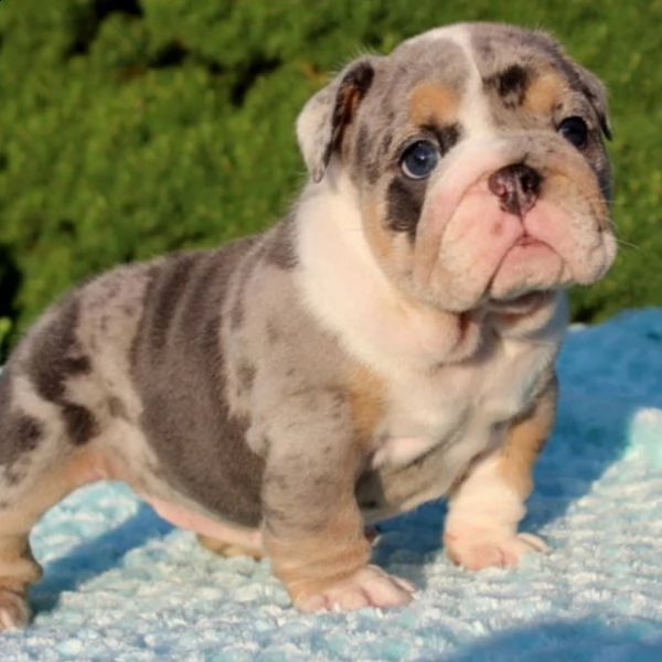 cuccioli inglese bulldog disponibili per adozione cuccioli disponibili bulldog inglese cuccioli disp