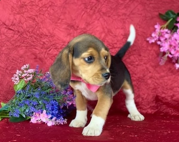 regalo beagle cuccioli meravigliosi !  nati in casa da nostri esemplari ipertipici carattere ottimo 