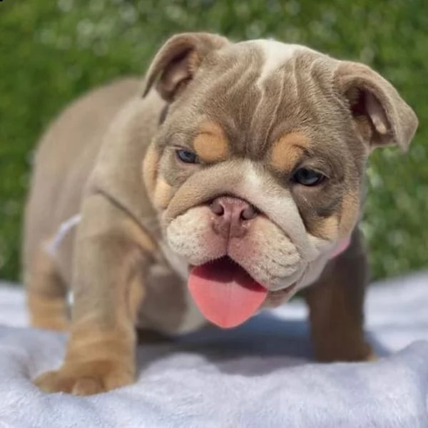 regalo bulldog inglese cuccioli con pedigree