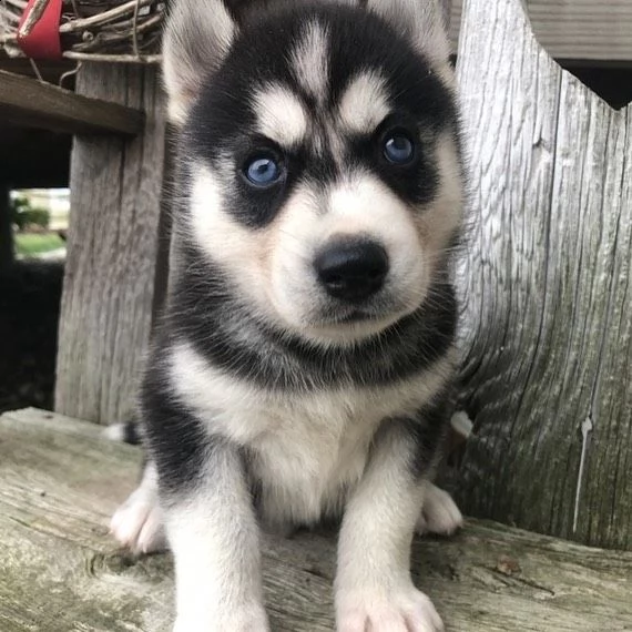 regalo siberian husky con pedigree 