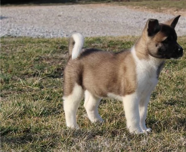 regalo akita cuccioli meravigliosi ! 