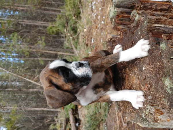 boxer cuccioli introvabili cuccioli di boxer intelligenti e dolcissimi attaccati al padrone cuccioli