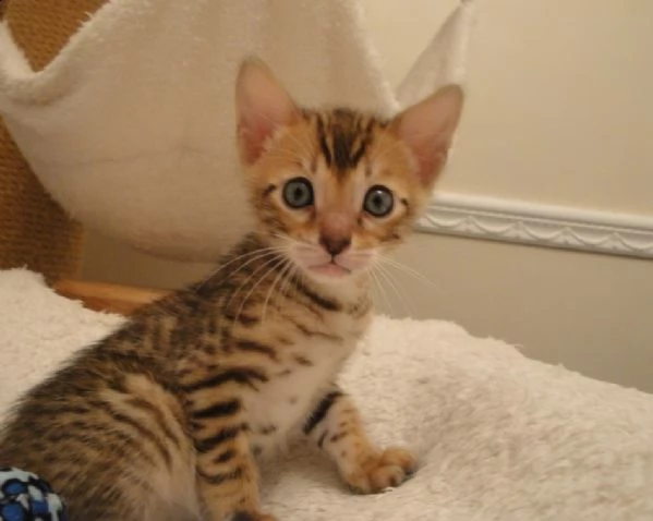 bengal cuccioli disponibili | Foto 0