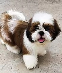 i migliori cuccioli di lhasa apso