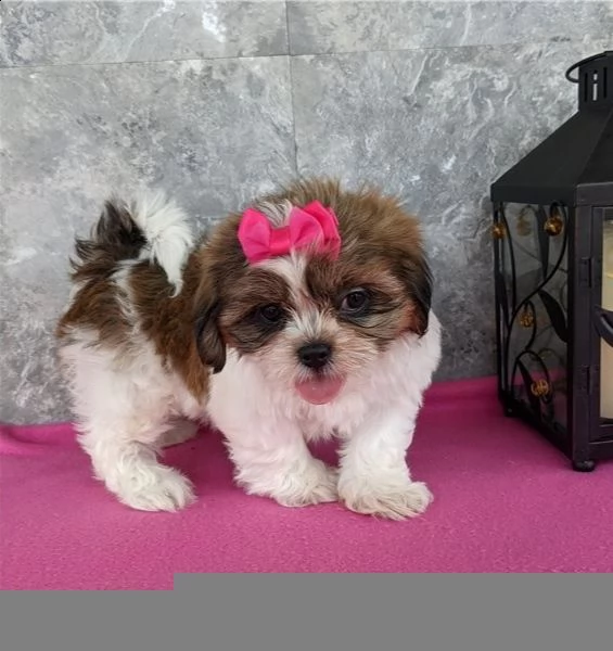 regalo cuccioli shih tzu