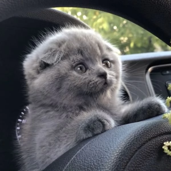 Scottish fold  | Foto 6