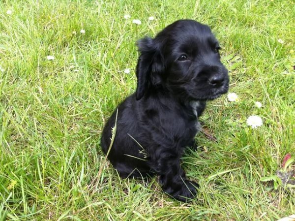 adorabili cuccioli di cocker spaniel femminucce e maschietti disponibili per l'adozione gratuita i c