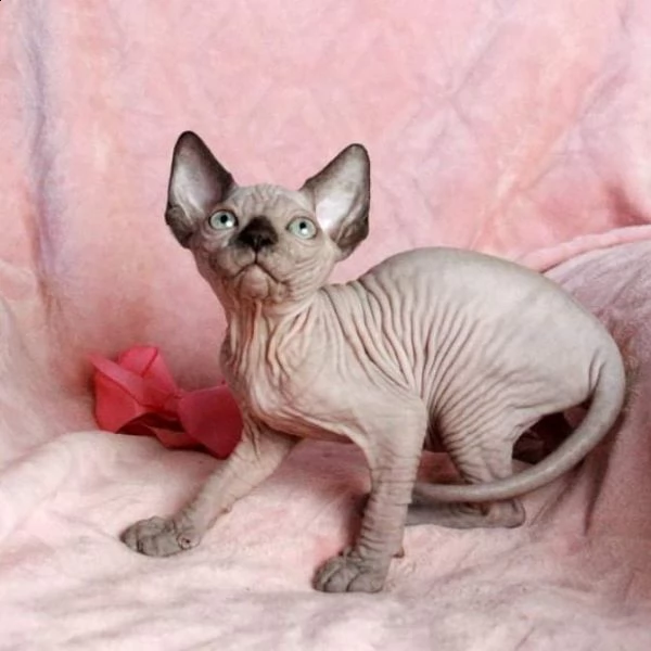 sphynx maschi e femmine