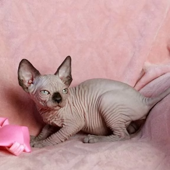 gattino sphynx