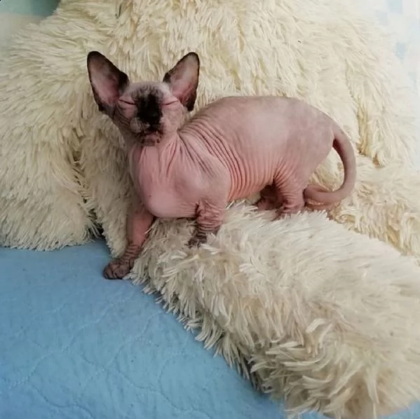 canadian sphynx con pedigree bambini