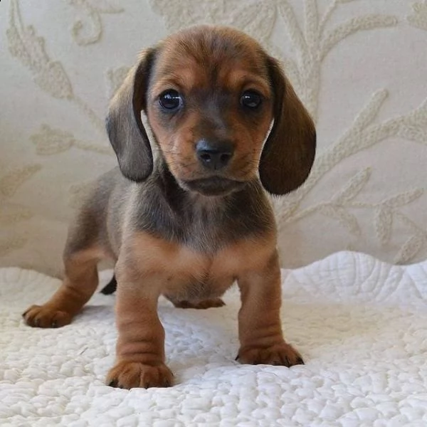 regalo adorabili cuccioli  bassotto femminucce e maschietti