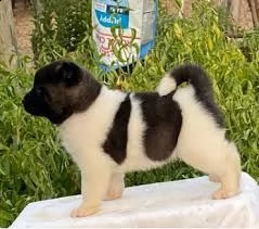 regalo akita-inu 