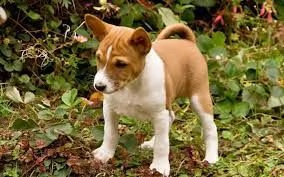 basenji