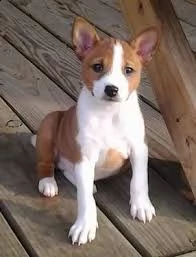 basenji | Foto 0