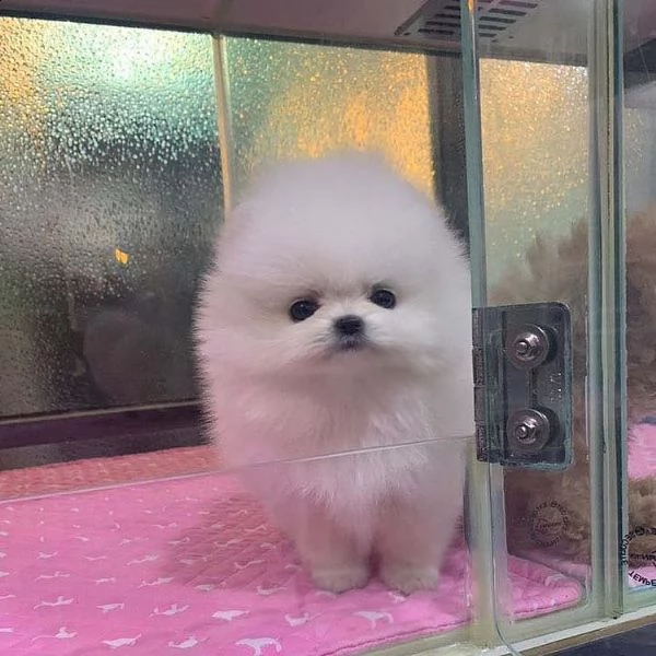 regalo pomerania cuccioli (maschio e femmina)