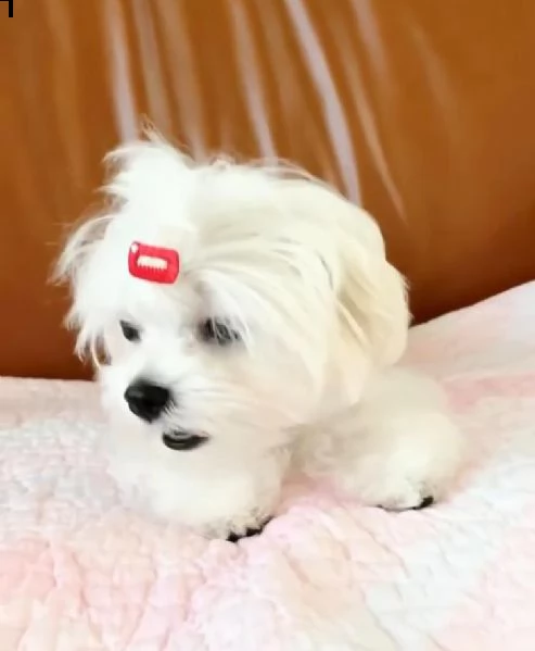 regalo maltese cuccioli meravigliosi ! 