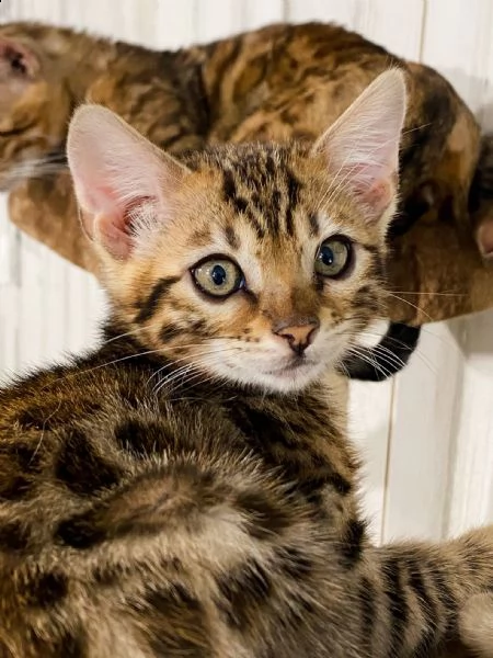 gattini bengala 3 mesi di dolcezza