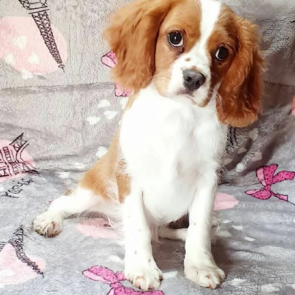 cuccioli di cavalier king  femminucce e maschietti per l'adozione gratuita i cuccioli sono vaccinati