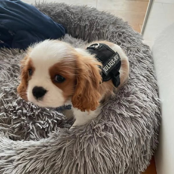 regalo cavalier king cuccioli meravigliosi ! 