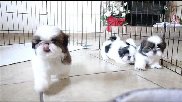 due cuccioli di shihtzu toy!!