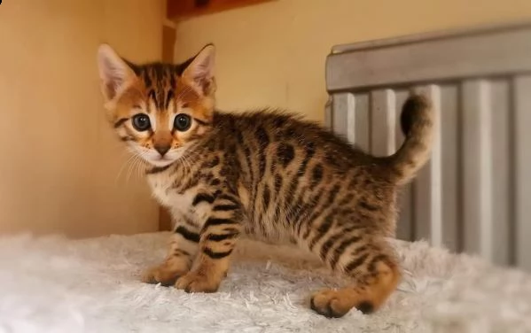 disponibile bengala brown spotted tabby