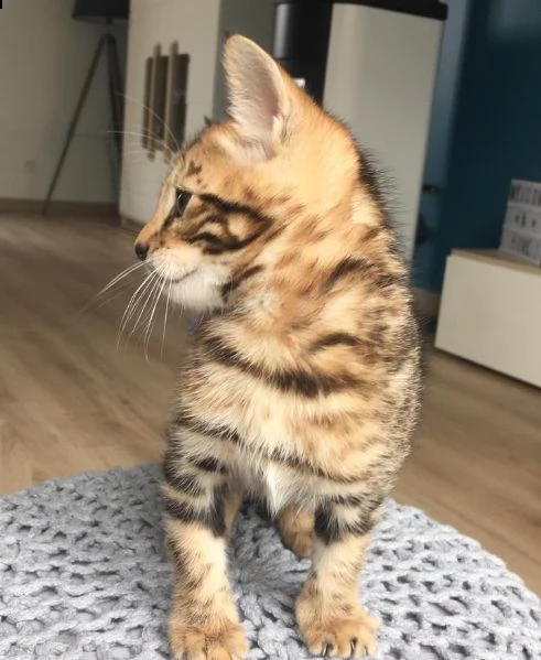 bengal cuccioli disponibili | Foto 0