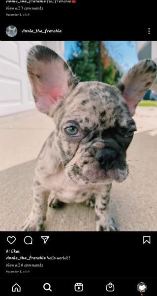  adorabile bulldog francese per regalo adozione%%%%&&