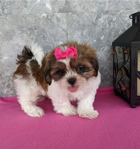 regalo bellissimi cuccioli allevati shih-tzu, colore bianco e nero. due e una feminuccia maschietti.