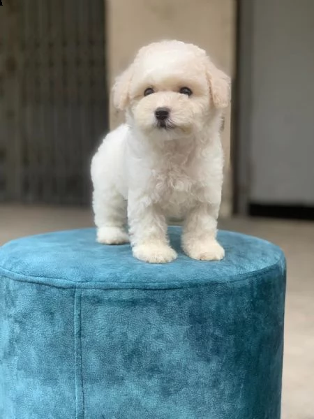 cagnolini barboncini toy di 3 mesi!!!!