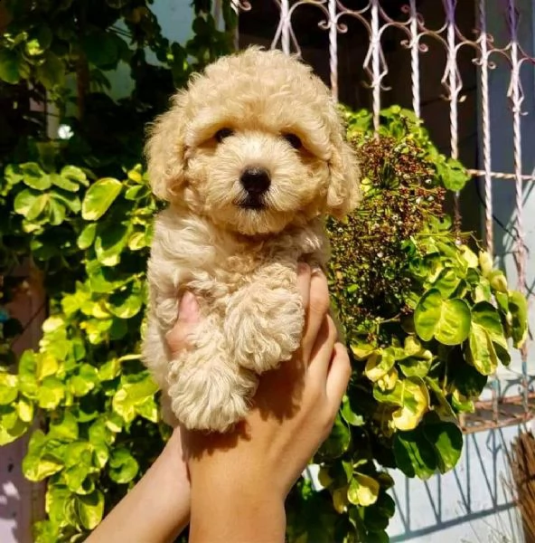 cuccioli di barboncina