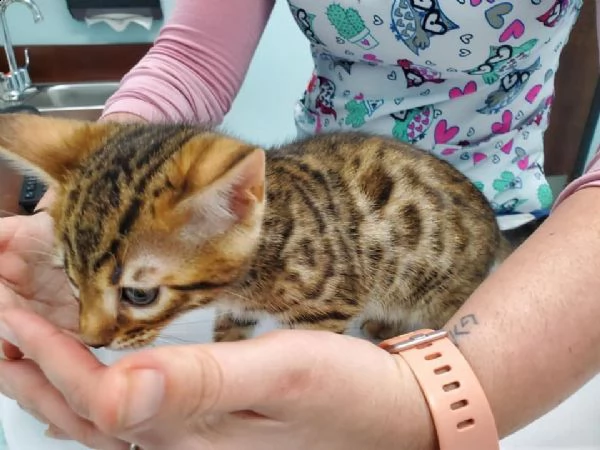 bellissima cuccioli di razza bengala!!!