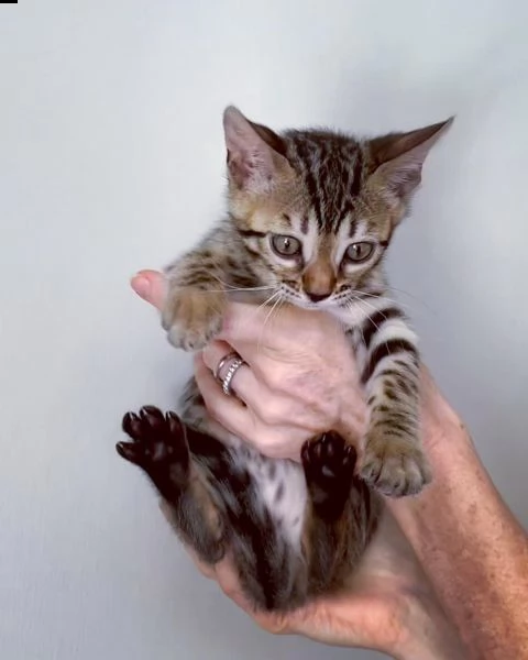 bengal cuccioli disponibili!!! | Foto 0