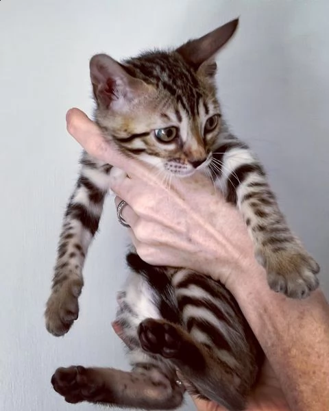 bengal cuccioli disponibili!!!