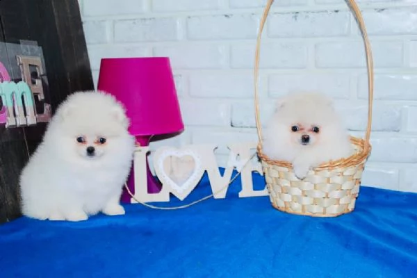 cuccioli di pomerania bianchi  | Foto 0