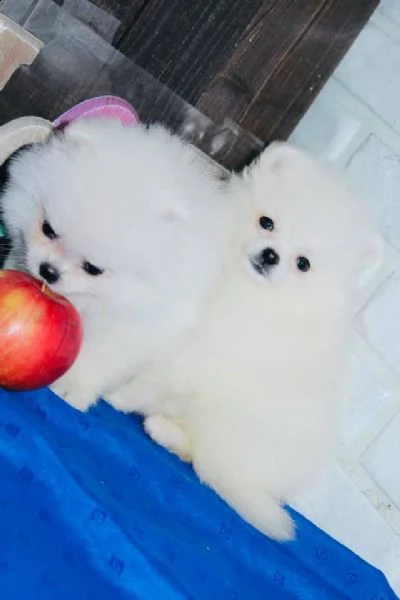 cuccioli di pomerania bianchi 