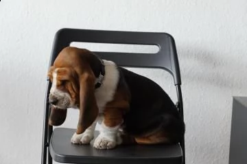 cuccioli bassethound maschio e femmina