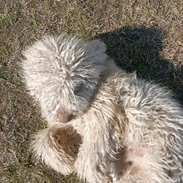 Lagotto romagnolo 