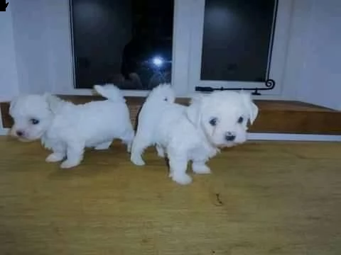 due cuccioli di maltese bianchi!