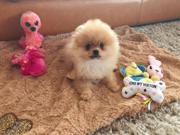 pottery trained pomeranian puppies  m | Foto 1