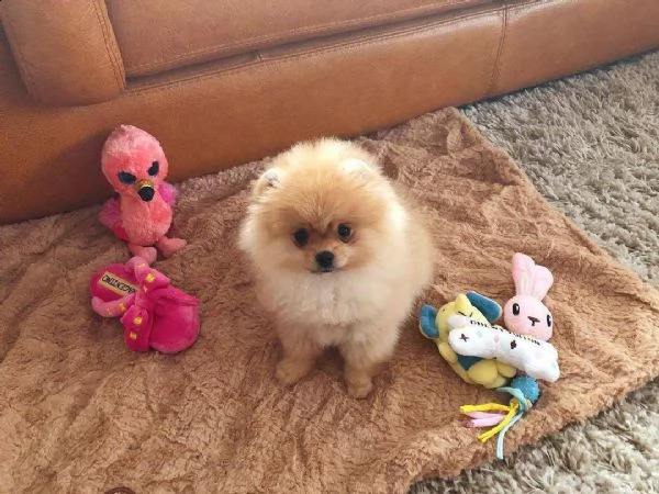 pottery trained pomeranian puppies  m | Foto 0