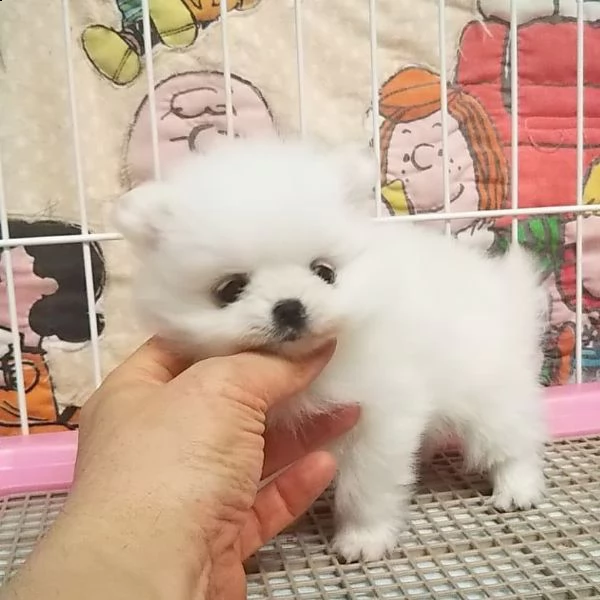 bellissimo cucciolo di pomerania da regalare | Foto 0