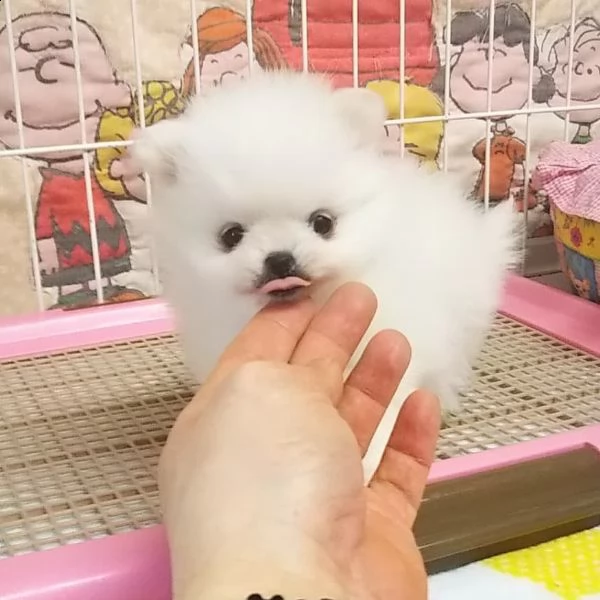 bellissimo cucciolo di pomerania da regalare