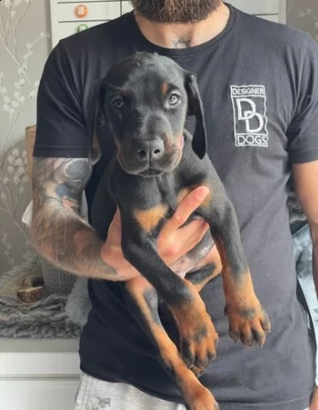 dobermann di pura razza cuccioli