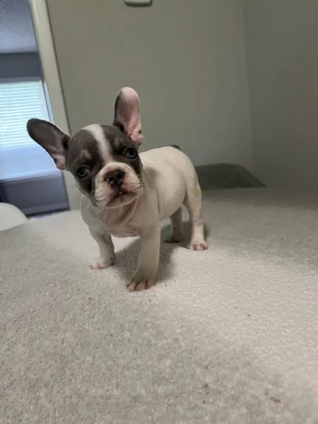 cuccioli di bouledogue francese 