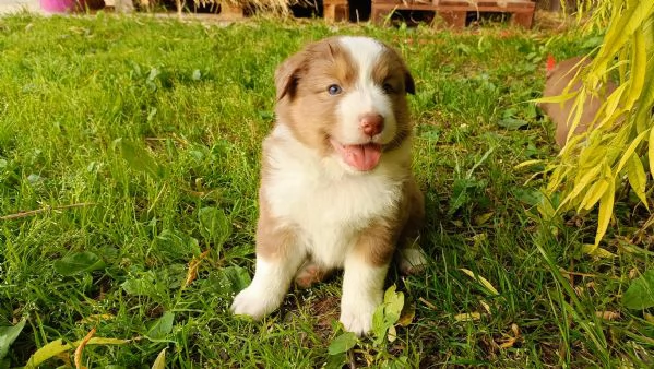 Cuccioli Pastore Australiano con pedigree  | Foto 10