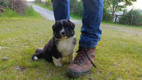 Cuccioli Pastore Australiano con pedigree  | Foto 9