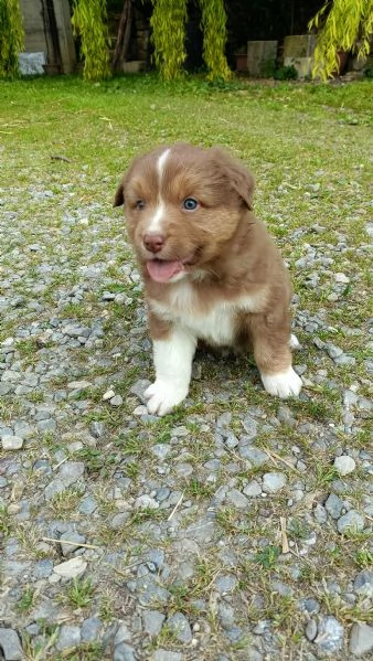 Cuccioli Pastore Australiano con pedigree  | Foto 7